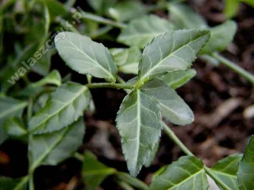 Euonymus fortunei 'Dart’s Blanket'